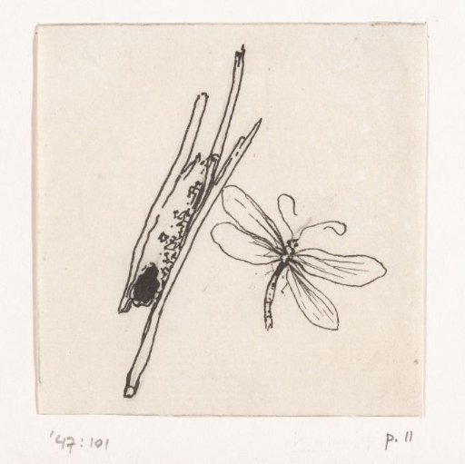 Caddisfly