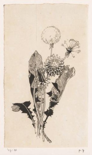 Dandelion