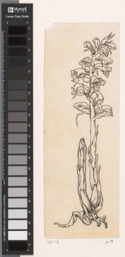 Broomrape