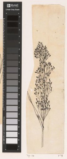 Fescue grass