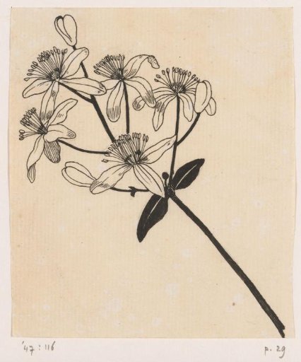 Clematis