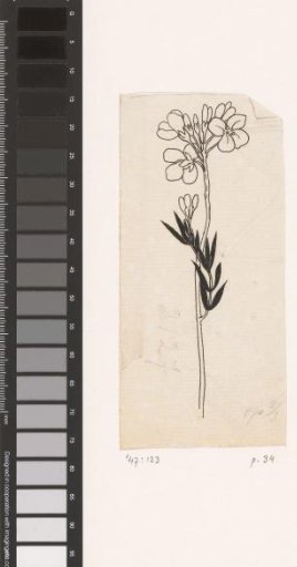 Pentecost flower
