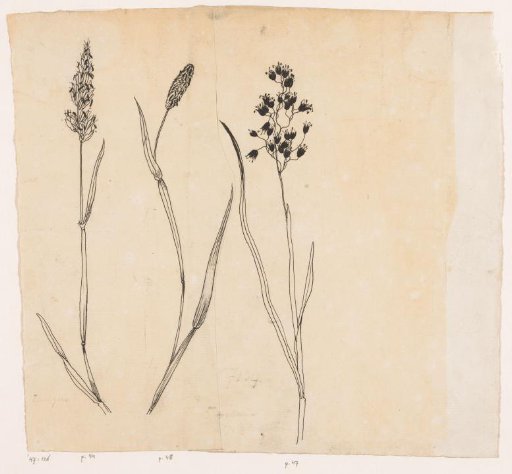 Sweet grass, timothy grass, and honey grass