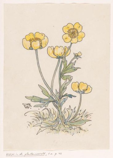 Buttercups