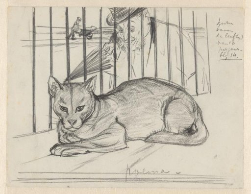 Puma in a Cage