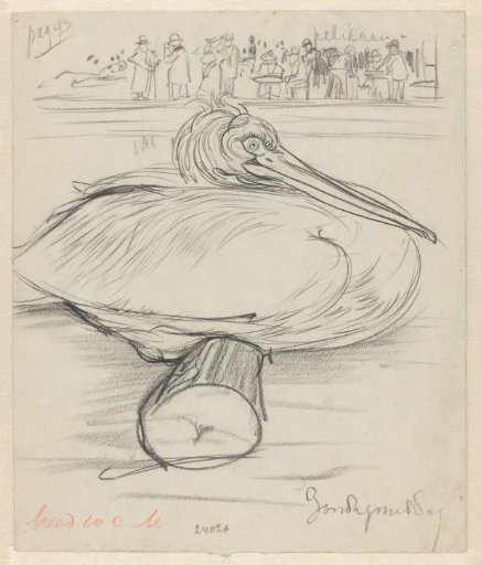 Sitting Pelican