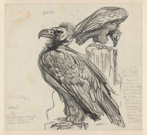 Two Hooded Eagles