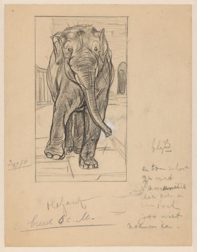 Walking Elephant in an Enclosure