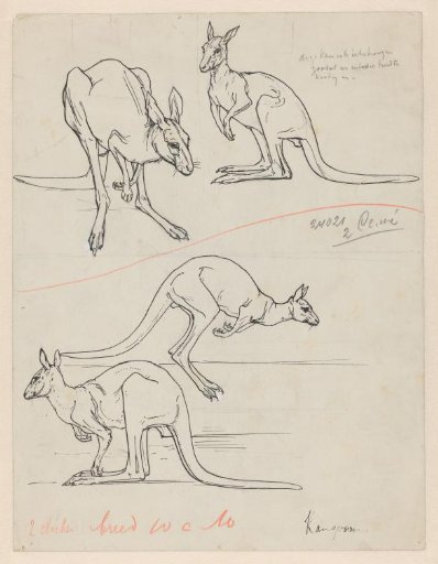 Four Kangaroos