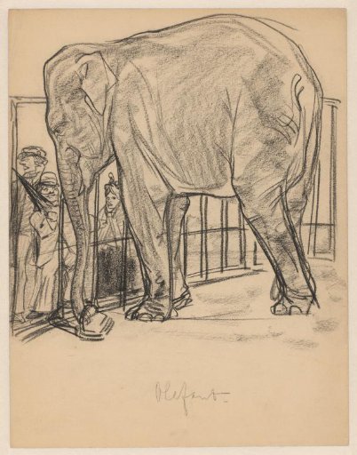 Elephant in a zoo