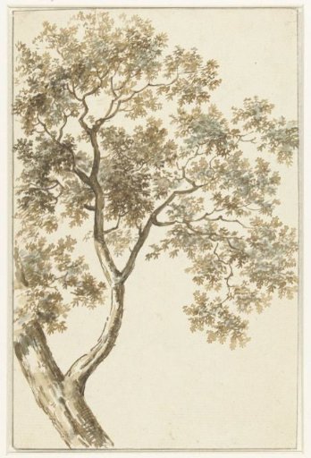 Tree branch
