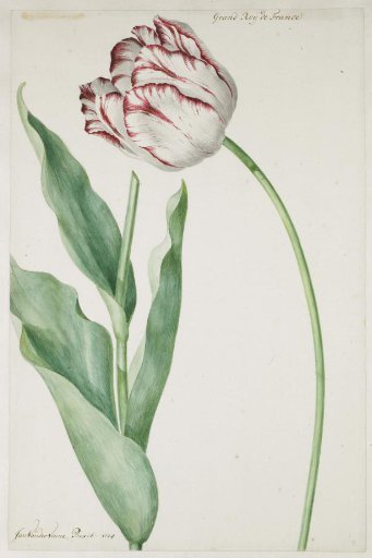 Tulip Grand Roy de France