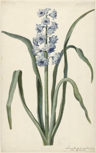 Hyacinth