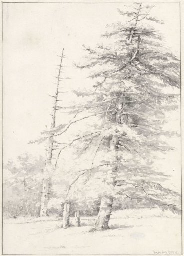 Studies van sparren