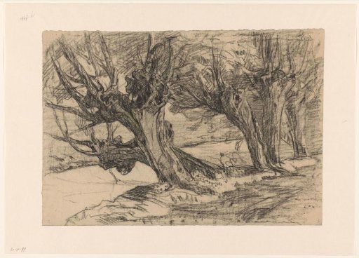 Pollarded Willows by a Ditch