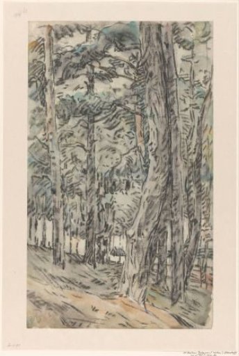 Forest Landscape