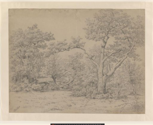 Forest view at Bentheim