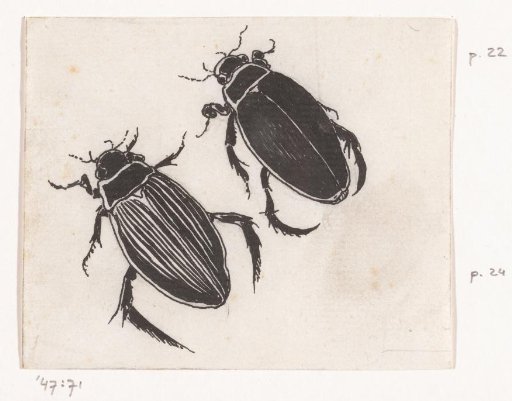 Water beetles