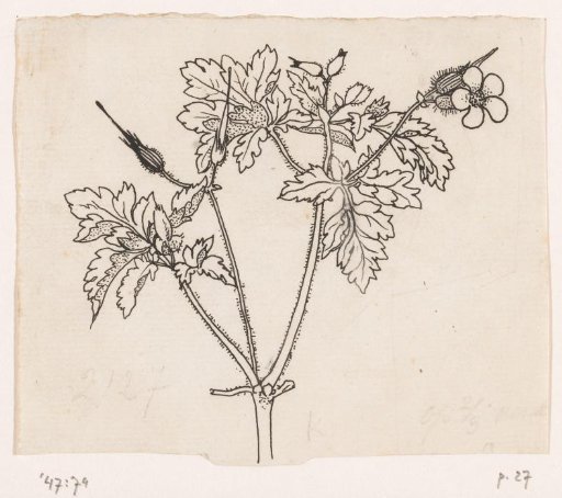 Crane's bill