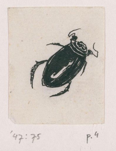 Water beetle