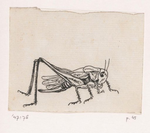 Grasshopper