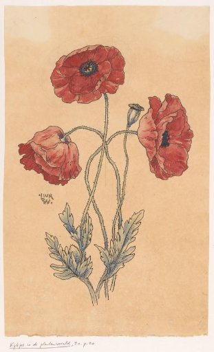 Poppies
