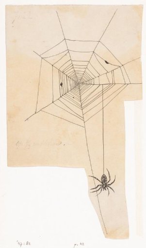 Spiderweb