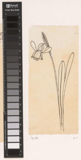 Snowdrop
