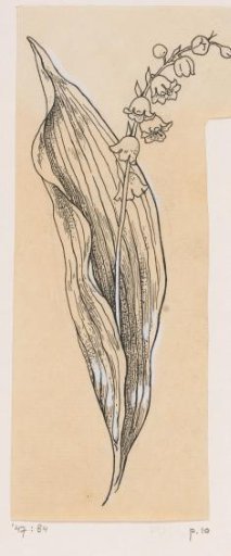 Lily of the valley