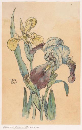 Irises