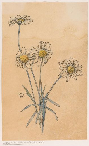 White marguerites