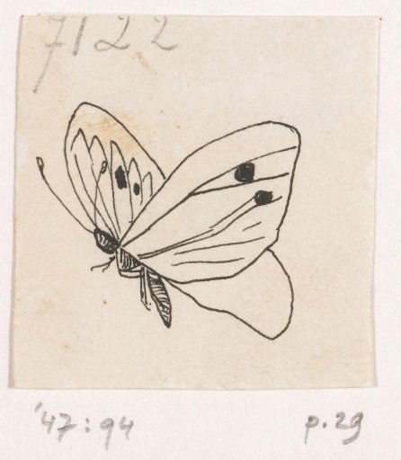 White butterfly