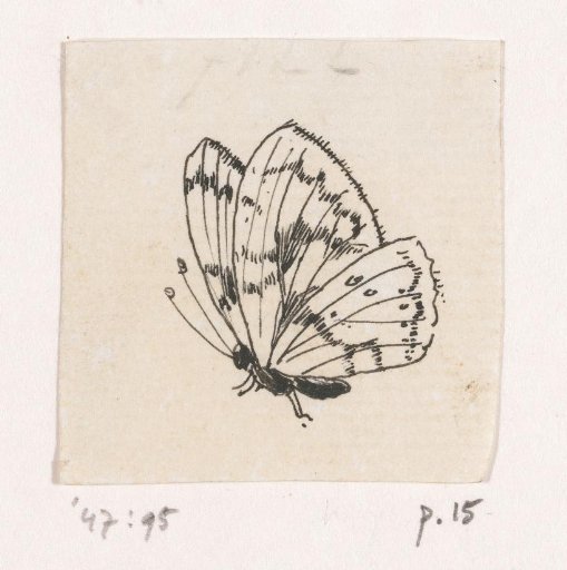 White butterfly