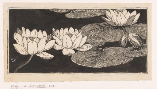 Water lilies