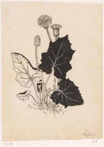 Lungwort