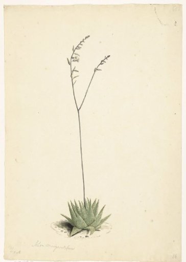 Flowering Aloe