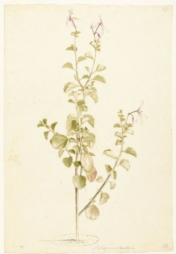 Flowering Pelargonium