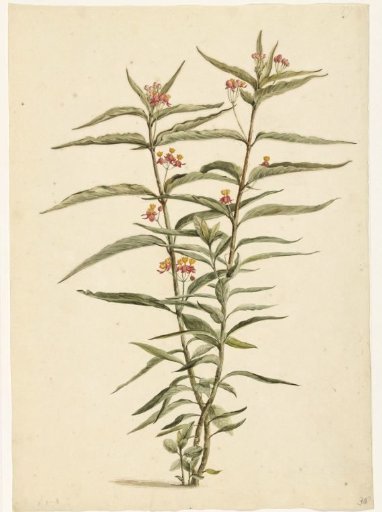 Flowering Milkweed (Asclepias curassavica)