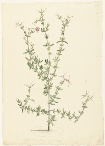 Mesembryanthemum spinosum