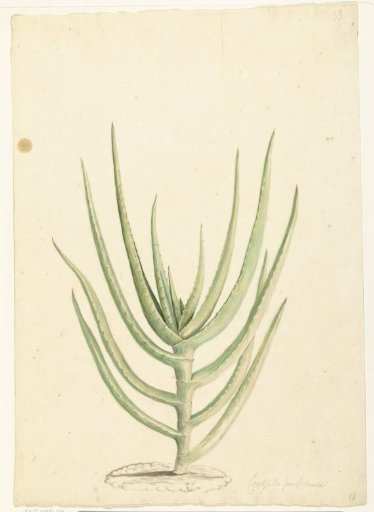 Crassula perfoliata