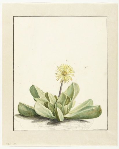 Flowering Mesembryanthemum