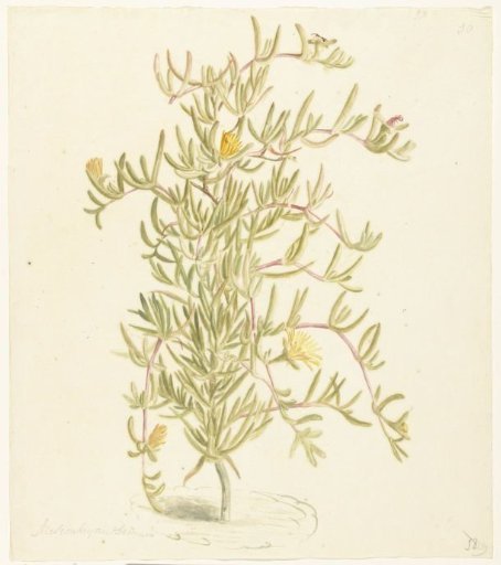 Flowering Mesembryanthemum from the family of Aizoaceae