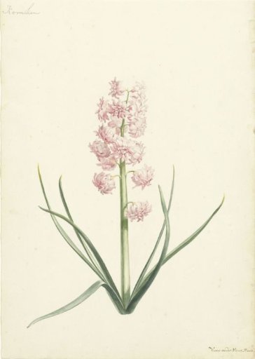 Hyacinth Coral