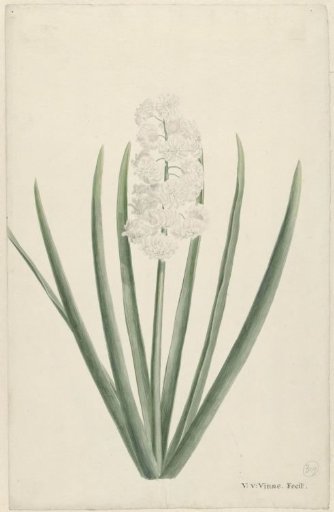 White hyacinth