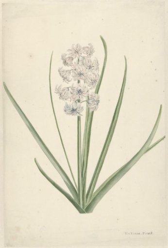 White and light blue hyacinth