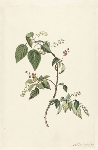 Nandina