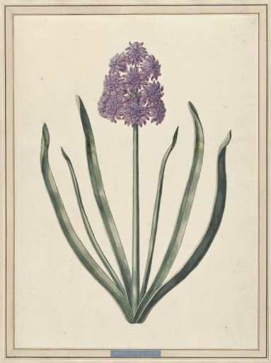 Hyacinth (Charmante Violet)