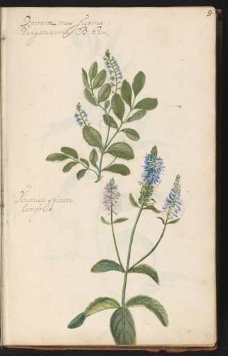 Common speedwell (veronica officinalis) and Spiked speedwell (veronica spicata)