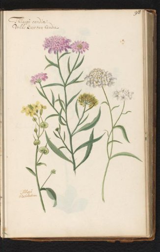 Scabiosa columbaria and Biscutella