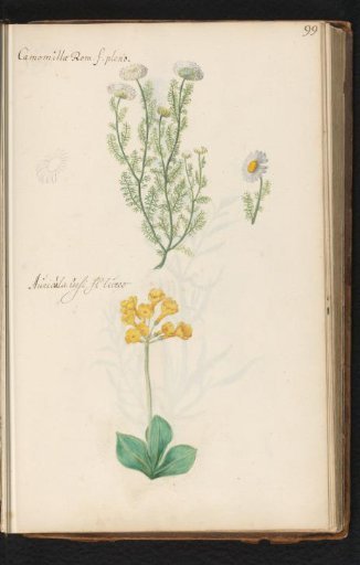 Roman chamomile (Chamaemelum nobile) and auricula (Primula auricula)